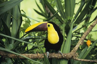 Animals - Hawaiian Tropical Rain Forest Ecosystem